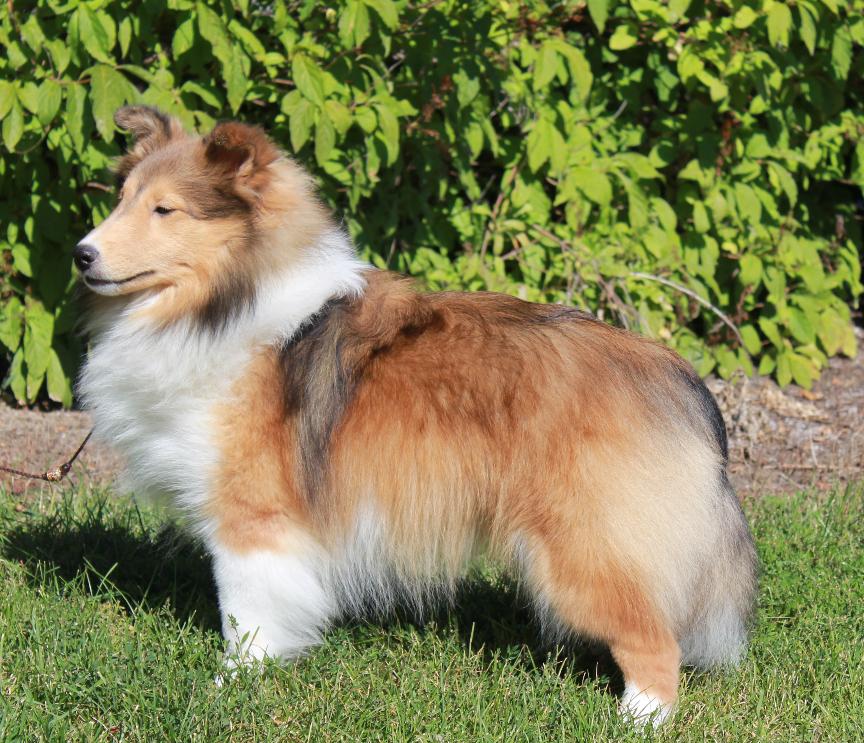 Ashwyn shelties fashion